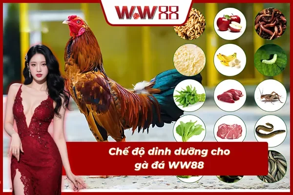 Chế độ dinh dưỡng cho gà đá WW88