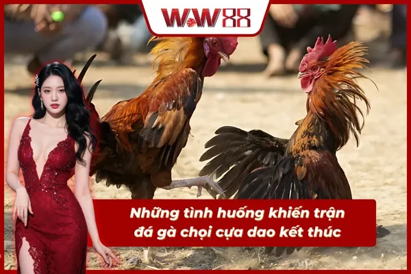 Các tình huống trong một trận cược gà cựa dao