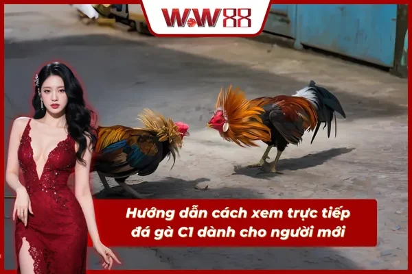 Hướng dẫn tân thủ xem trực tiếp đá gà C1 WW88