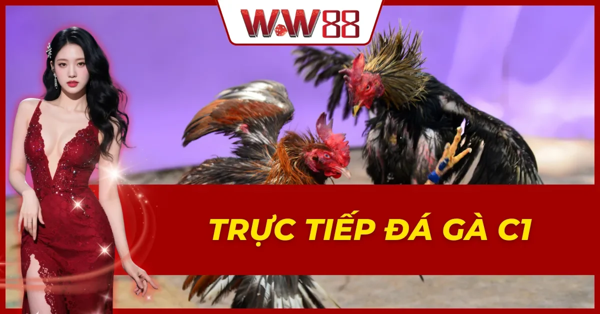 Trực Tiếp Đá Gà C1